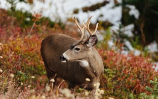 Картинка олень, животные, животное, природа, лес, деревья, дерево, осень