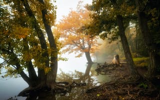 Картинка осень, осенние, время года, сезоны, сезонные, дерево, озеро, пруд, вода, лист, листья, листва, отражение
