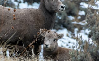 Картинка козел, коза, животное, животные, природа, детеныш, маленький, гора, снег