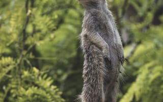 Картинка сурикат, мангуст, животное, животные, природа, камень