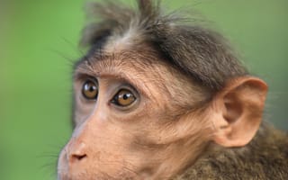 Картинка обезьяна, примат, животное, животные, природа, портрет, морда, голова