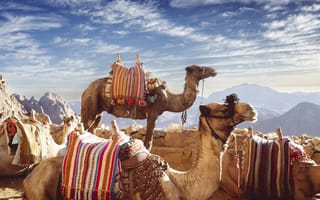 Картинка верблюд, животное, животные, природа, Синай, Египет, гора, облака, туча, облако, тучи, небо