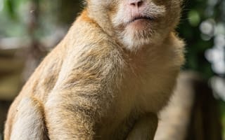 Картинка обезьяна, примат, животное, животные, природа