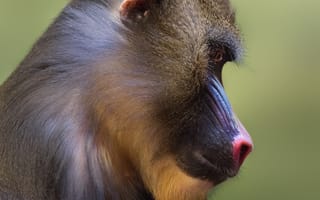 Картинка обезьяна, мандрил, примат, животное, животные, природа, самец, морда, голова