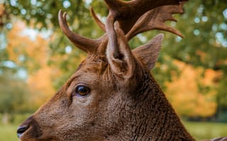 Картинка олень, животные, животное, природа, рог, рога