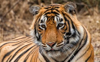 Картинка тигр, полосатый, дикие кошки, дикий, кошки, большие кошки, большая кошка, хищник, животные, бенгальский