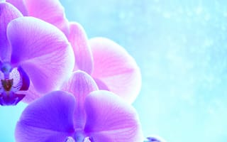 Картинка орхидея, цветок, цветы, растение, растения, цветочный, фиолетовый, девчачий, для девочек