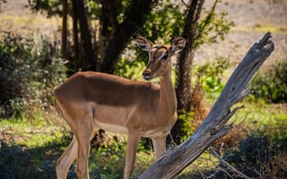 Картинка антилопа, животные, животное, природа, саванна, сухая, Африка, африканская, сафари