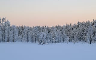 Картинка зима, зимние, время года, сезоны, сезонные, лес, деревья, дерево, природа, иней, изморозь, белый, снег, вечер, закат, заход