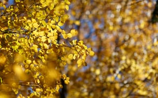 Картинка осень, осенние, время года, сезоны, сезонные, ветка, дерево, лист, листья, листва, желтый