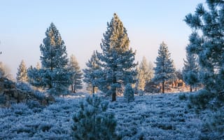 Картинка природа, лес, деревья, дерево, зима, иней, изморозь, белый, снег