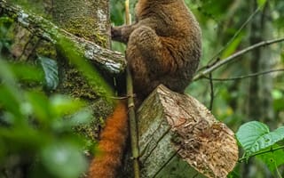 Картинка лемур, животное, животные, природа, лес, деревья, дерево, тропики, тропический, джунгли