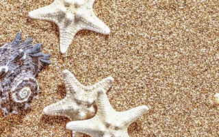 Картинка песок, морская звезда, ракушка, раковина, пляж, лето, отпуск, разные