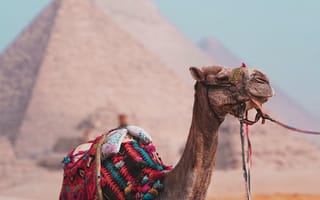 Картинка верблюд, животное, животные, природа, пустыня, песок, пирамида, Египет