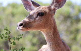 Картинка олень, животные, животное, природа