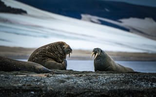Картинка морж, тюлень, морской котик, животные, животное, природа