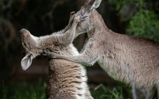 Картинка кенгуру, животные, животное, природа