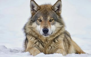 Картинка волк, дикий, хищник, животное, животные, природа, зима, снег