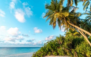 Картинка Тунду, Мальдивы, пальма, пляж, песок, дерево, море, океан, вода, тропики, тропический, джунгли, лес, природа, пейзаж