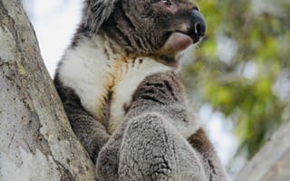 Картинка коала, животное, животные, природа