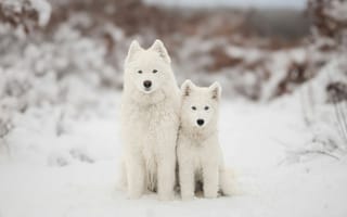 Картинка собаки, собака, пес, животное, животные, питомец, пара, двое, снег, зима