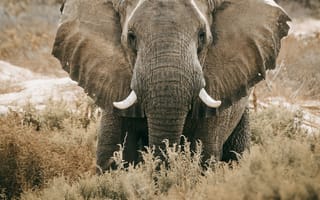 Картинка слон, животное, животные, природа