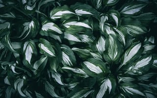 Картинка лист, растение, природа