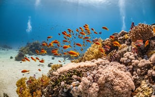 Картинка рыба, подводный мир, подводный, море, океан, вода, морское дно, тропики, тропический, стая, много, коралл, коралловый риф, экзотический, тропическая