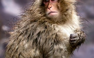Картинка обезьяна, примат, животное, животные, природа, снег, зима