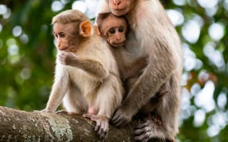 Картинка обезьяна, примат, животное, животные, природа, детеныш, маленький, самка, дерево