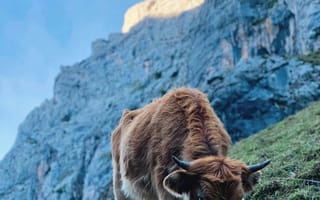 Картинка корова, рогатая, животное, животные, природа, Кабралес, Испания, теленок, детеныш, рогатый, гора, скала