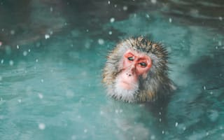 Картинка макака, японский макак, обезьяна, примат, животное, животные, природа, вода, снег