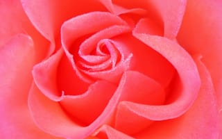 Картинка роза, цветок, цветы, растение, растения, цветочный, лепесток, лепестки, розовый, макро, крупный план
