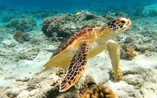 Картинка черепаха, подводный мир, подводный, морское дно, море, океан, вода