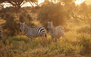 Картинка зебра, животные, животное, природа, саванна, сухая, Африка, африканская, Кения, вечер, закат, заход
