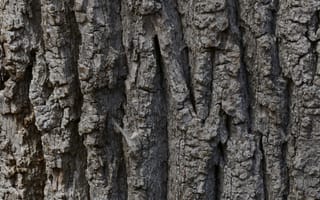Картинка кора, текстурный, текстурные, текстура, текстуры, макро, крупный план, серый