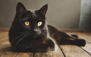Картинка кот, кошки, кошка, кошачьи, домашние, животные, черный