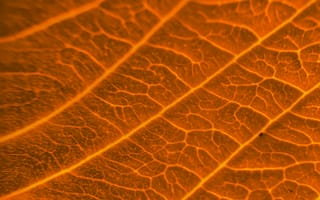 Картинка лист, осень, оранжевый, текстурный, текстурные, текстура, текстуры