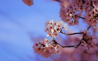 Картинка вишня, цветущий, сакура, цветок, цветение, весна, весенние, время года, сезоны, сезонные, природа, розовый