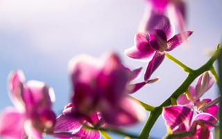 Картинка орхидея, цветок, цветы, растение, растения, цветочный, небо