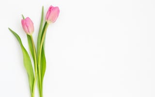 Картинка тюльпан, цветок, цветы, растение, растения, цветочный, розовый