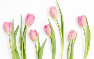 Картинка тюльпан, цветок, цветы, растение, растения, цветочный, розовый, весна