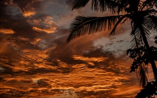 Картинка закаты, вечер, пальма, дерево, тропики, тропический, облака, туча, облако, тучи, небо