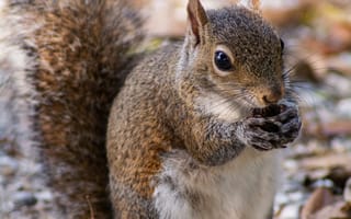 Картинка бурундук, грызун, животные, животное, природа, осень, орех