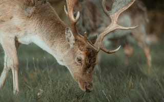 Картинка олень, животные, животное, природа, трава, растение