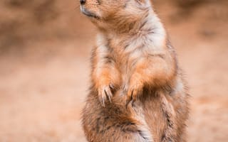 Картинка луговая собачка, животные, животное, природа, грызун