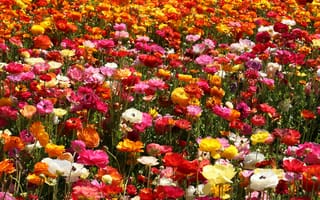 Картинка ранункулюс, лютик, цветок, цветы, растение, растения, цветочный, луг, цветной, разноцветный, цвета