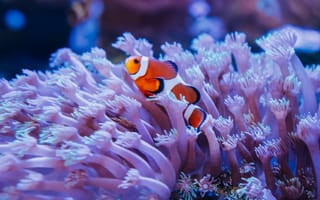 Картинка актиния, коралл, подводный, рыба-клоун, рыба, экзотическая, тропическая, подводный мир, море, океан, вода