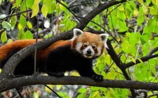 Картинка красная панда, малая панда, животное, животные, природа, дерево