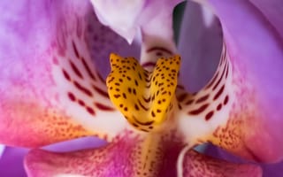 Картинка орхидея, цветок, цветы, растение, растения, цветочный, макро, крупный план